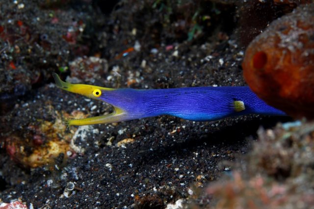 bali_54_2012