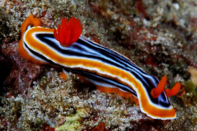 bali_65_2012