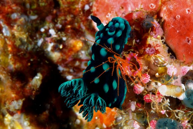 bali_66_2012